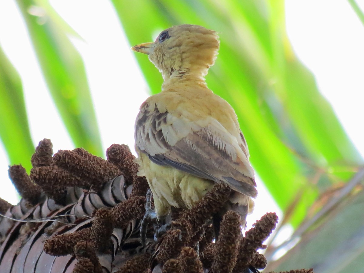 Cream-colored Woodpecker - ML204111481