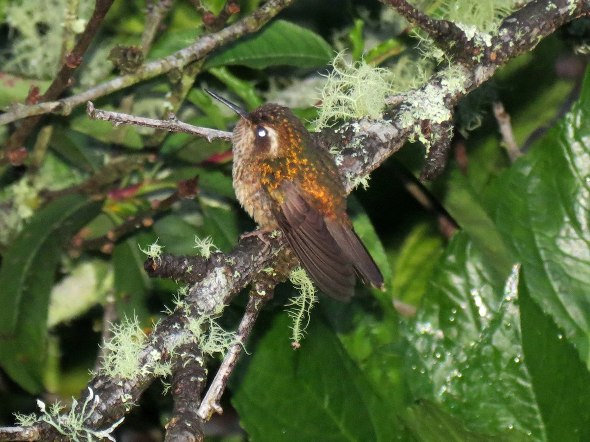 Speckled Hummingbird - ML204111631