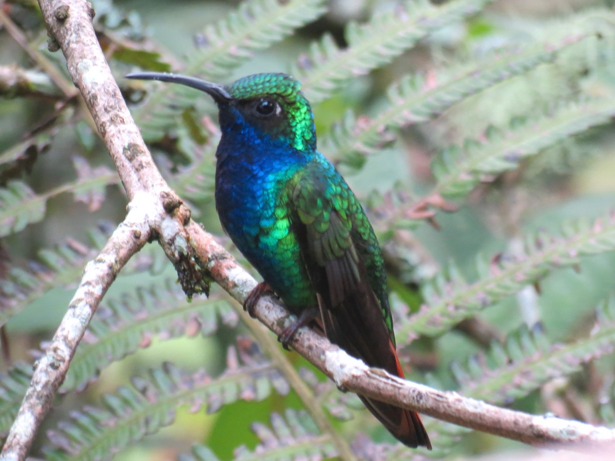 kolibřík azurovoprsý - ML204111651