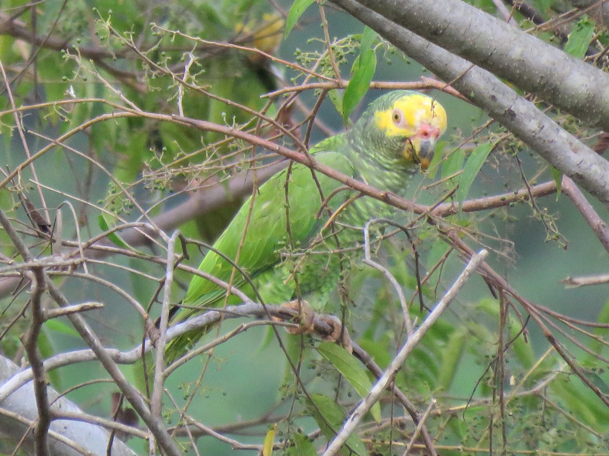 Yellow-faced Parrot - ML204112021