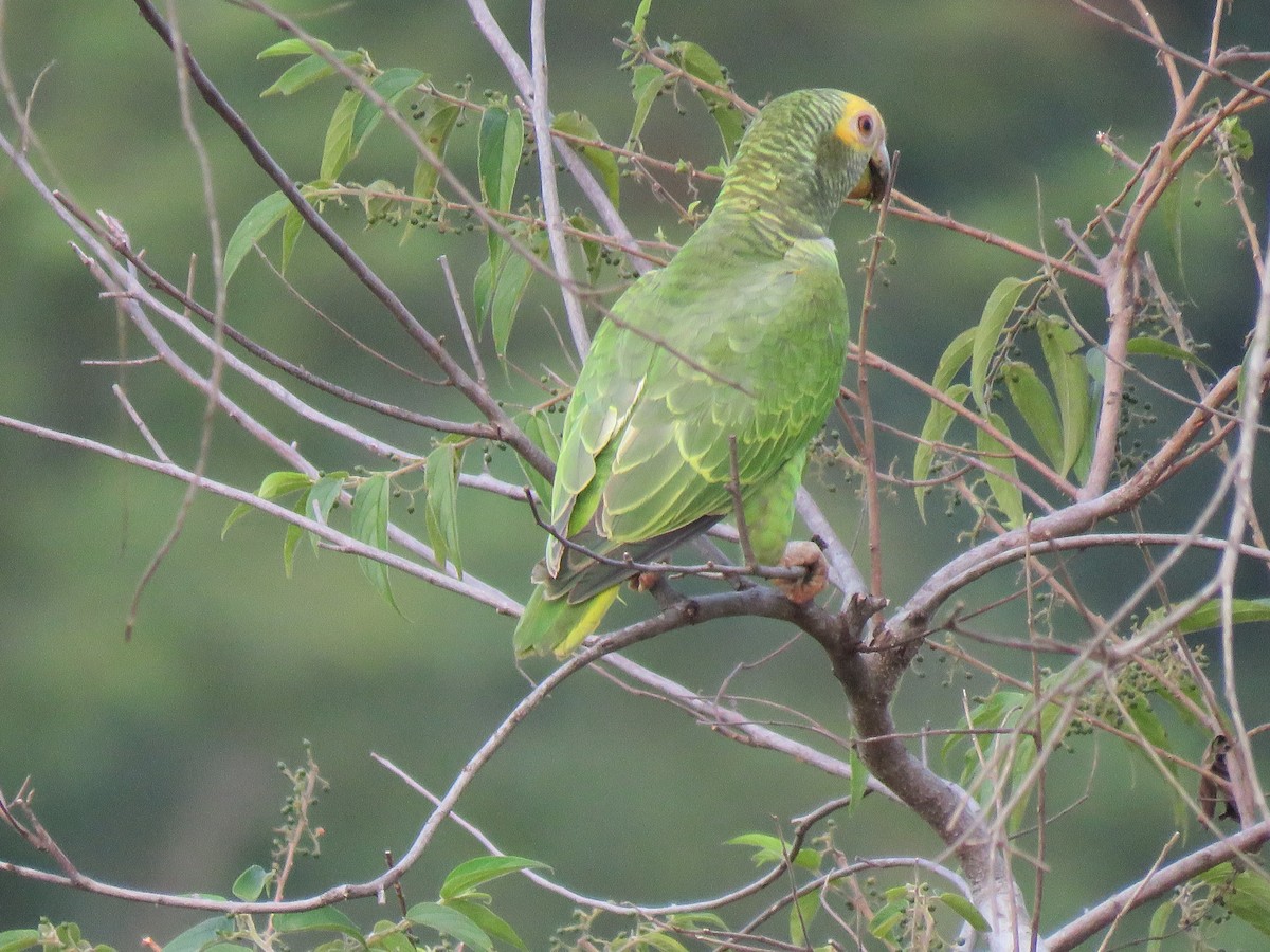 Yellow-faced Parrot - ML204112031