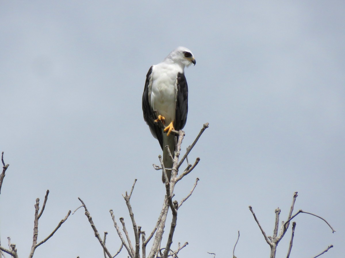 White-tailed Kite - Thore Noernberg
