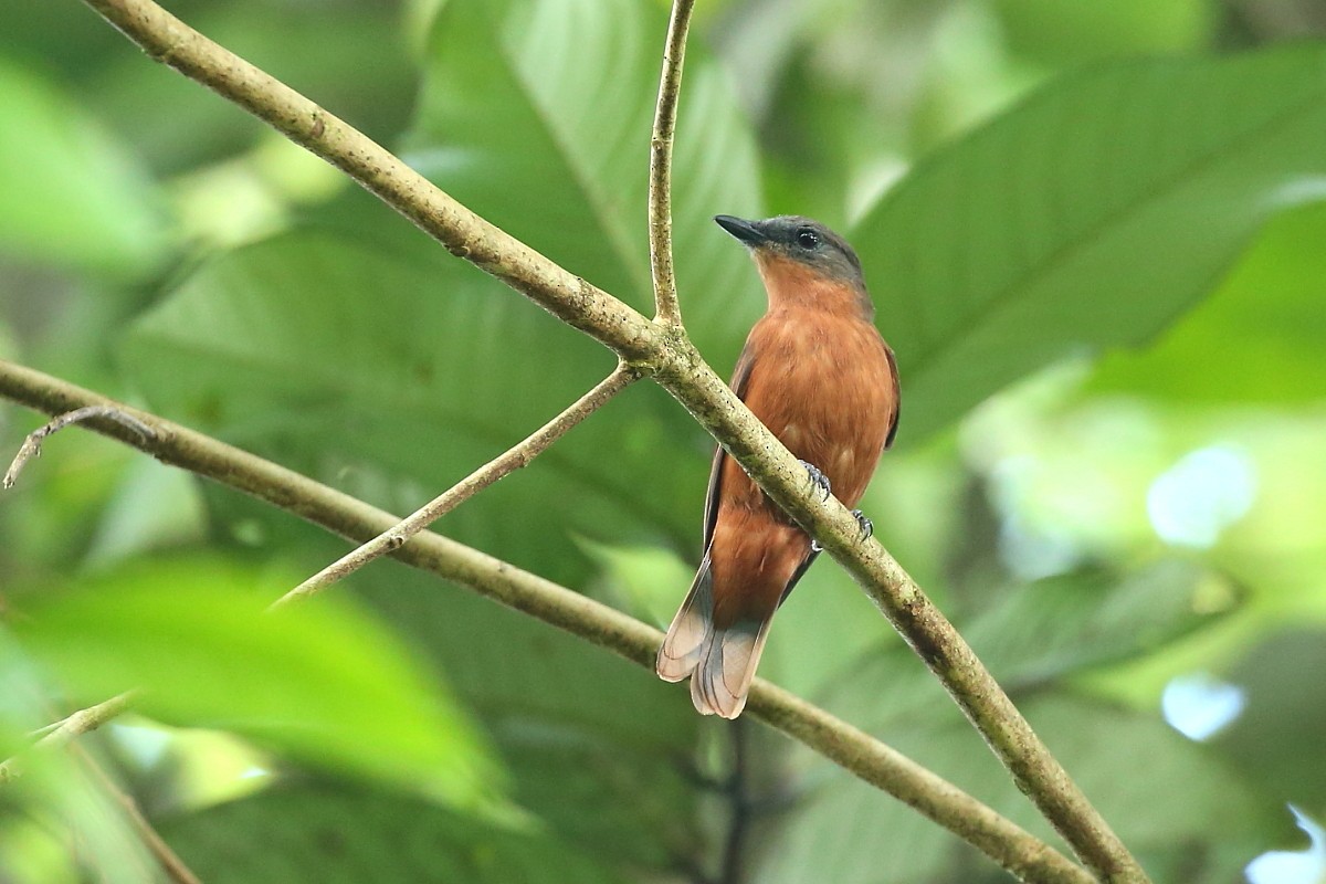Common Cicadabird (Pohnpei) - ML204112451