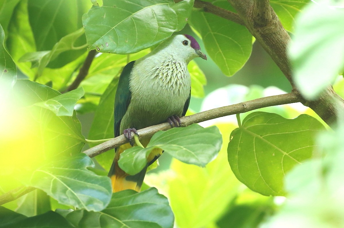 Kosrae Fruit-Dove - Janos  Olah