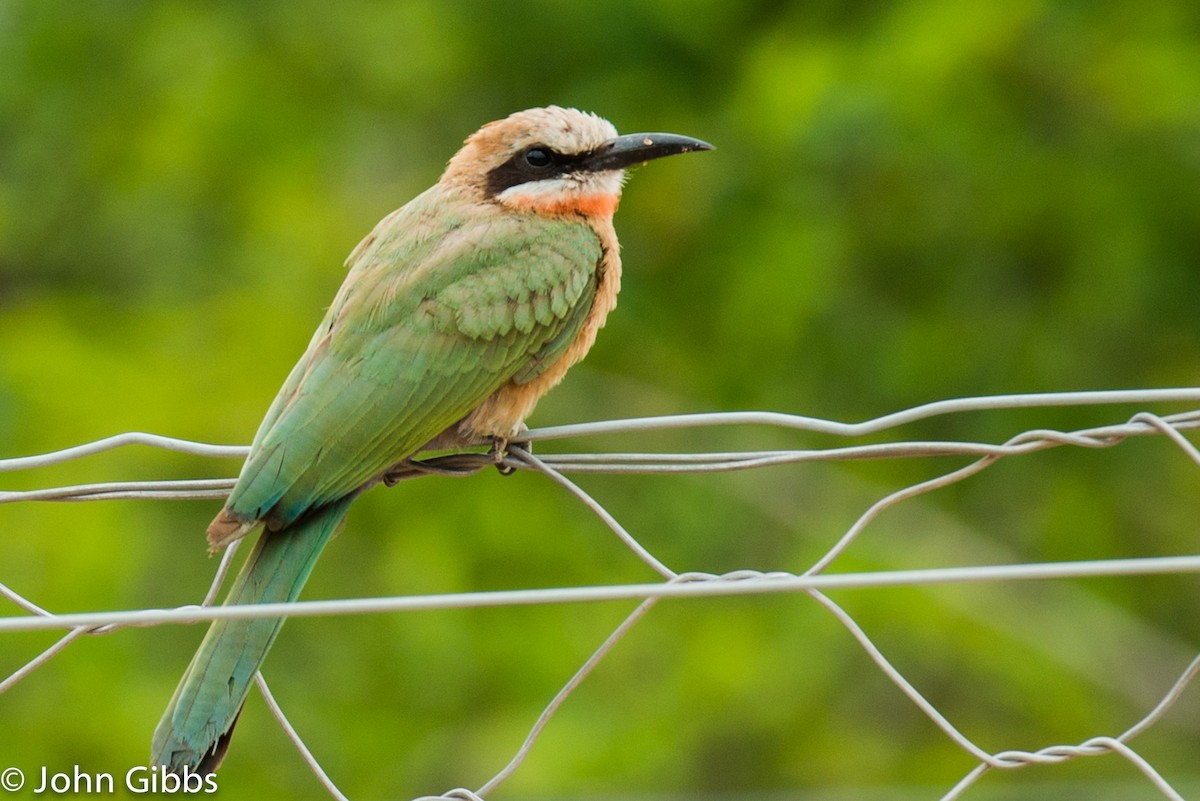 White-fronted Bee-eater - ML204112751