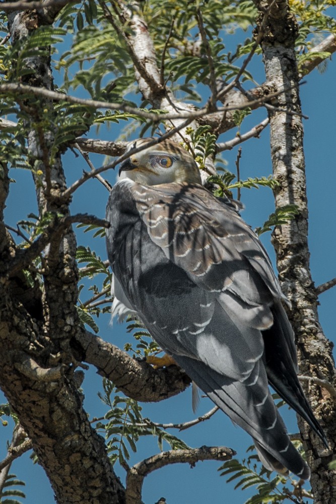 Black-winged Kite (African) - John Gibbs