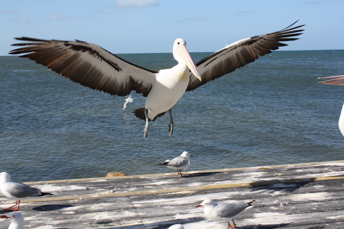 Australian Pelican - mark broomhall