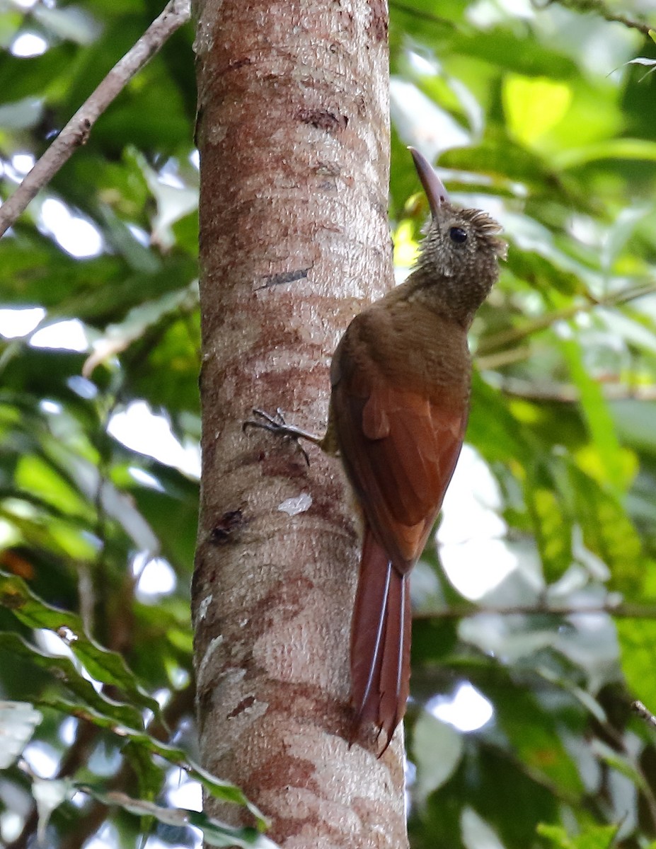 Amazonian Barred-Woodcreeper (Jurua) - ML204113061