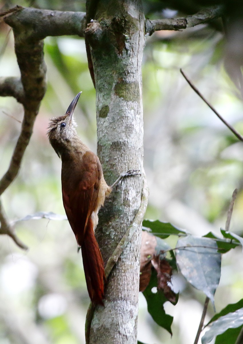Amazonian Barred-Woodcreeper (Xingu) - Héctor Bottai