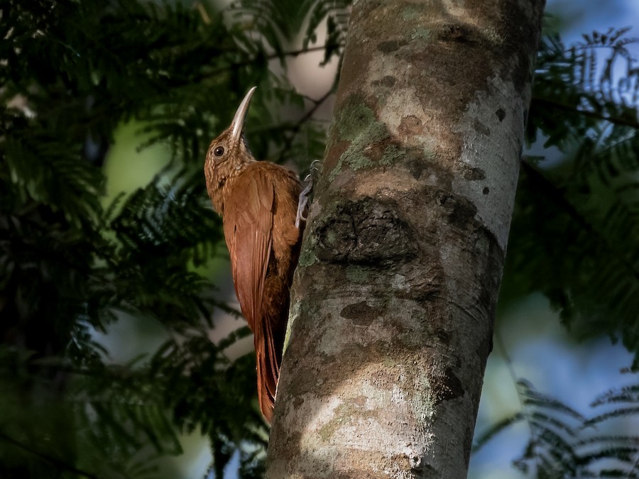 オニキバシリ（pallescens／casaresi） eBird