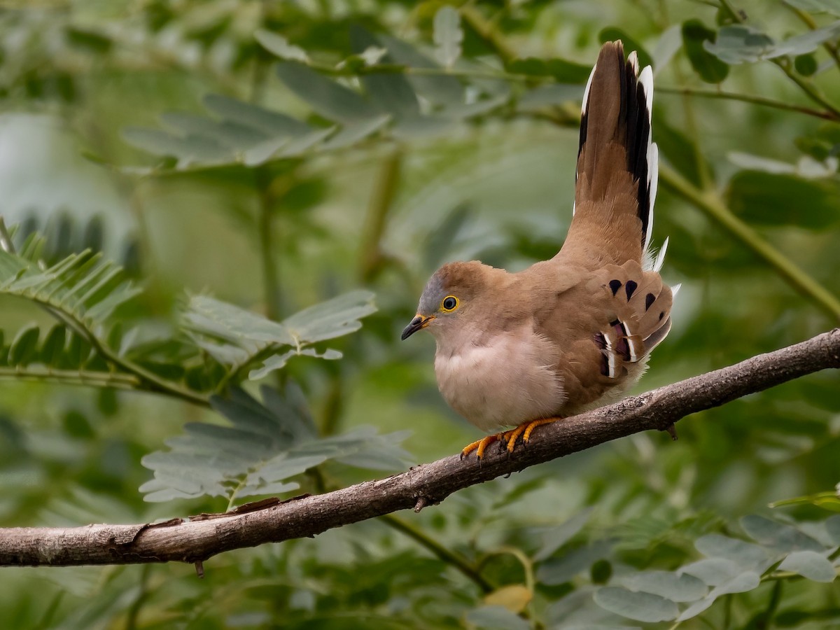 Long-tailed Ground Dove - Héctor Bottai