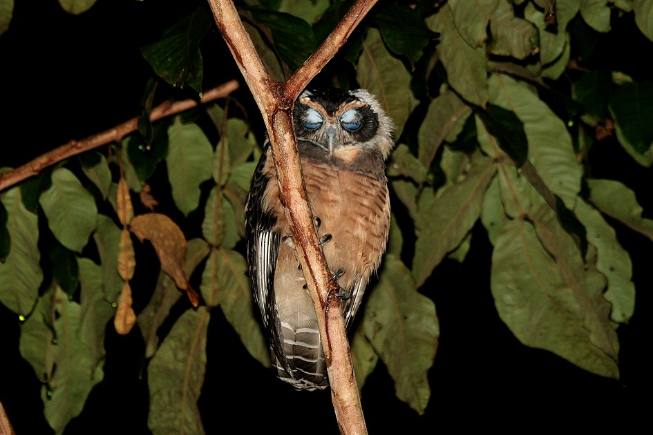 Tawny-browed Owl - ML204113391