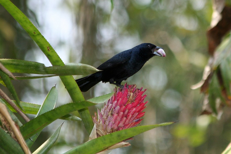 Ruby-crowned Tanager - ML204113411