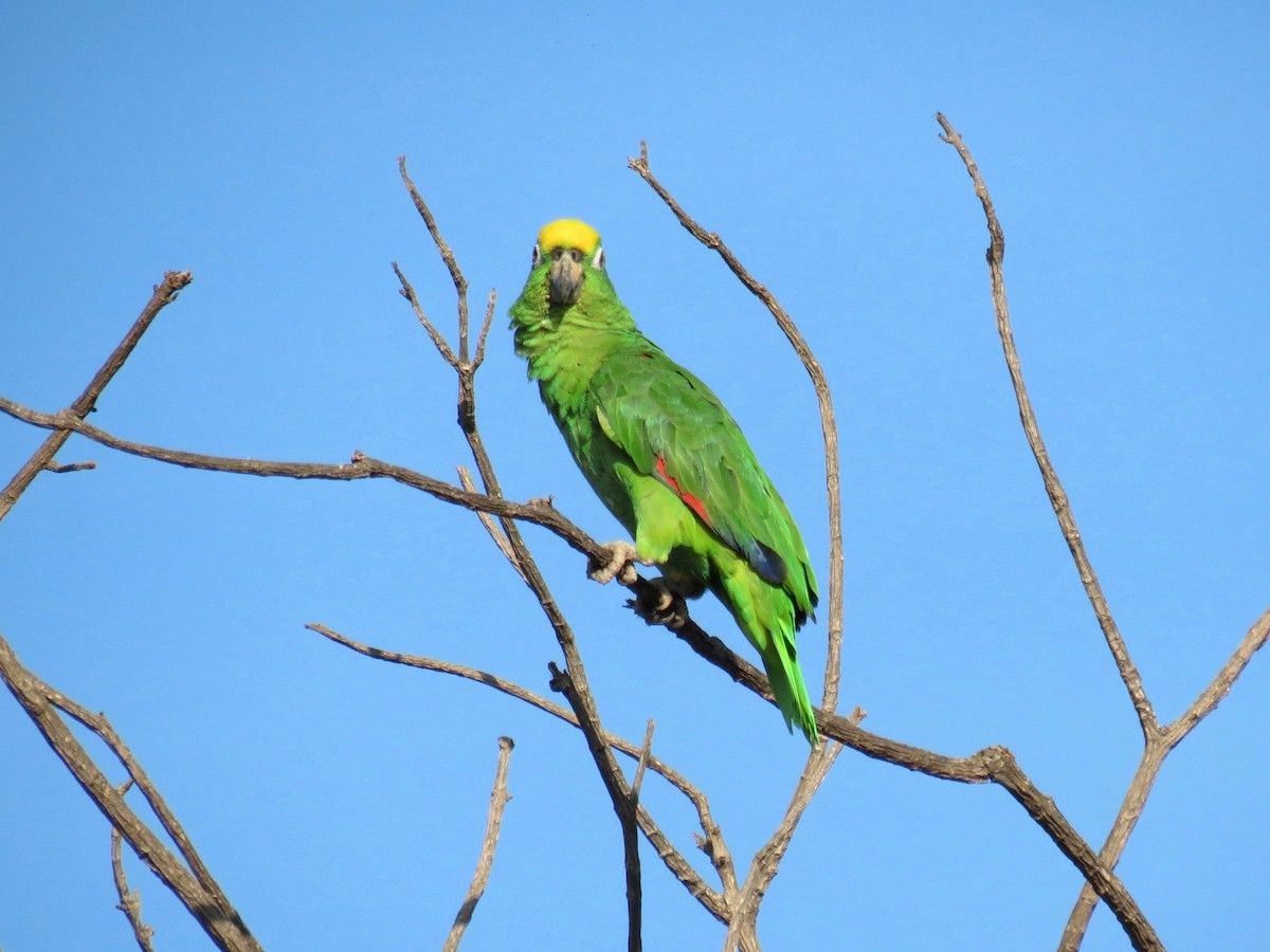 Yellow-crowned Parrot - Thore Noernberg