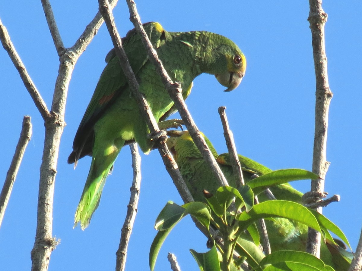 Yellow-shouldered Parrot - ML204113541