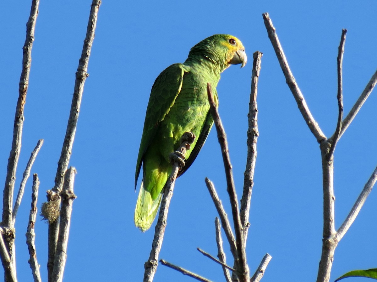 Yellow-shouldered Parrot - ML204113551
