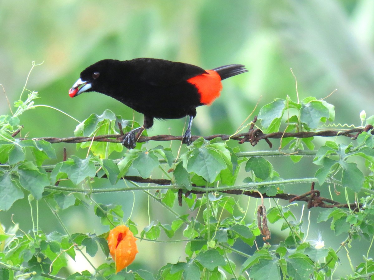 Scarlet-rumped Tanager (Passerini's) - ML204113761