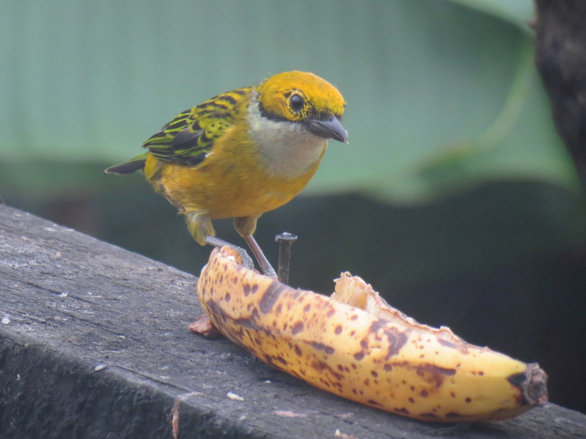 Silver-throated Tanager - ML204113861