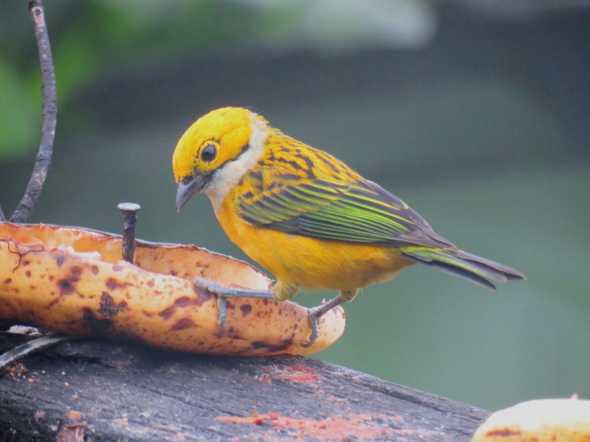 Silver-throated Tanager - ML204113871