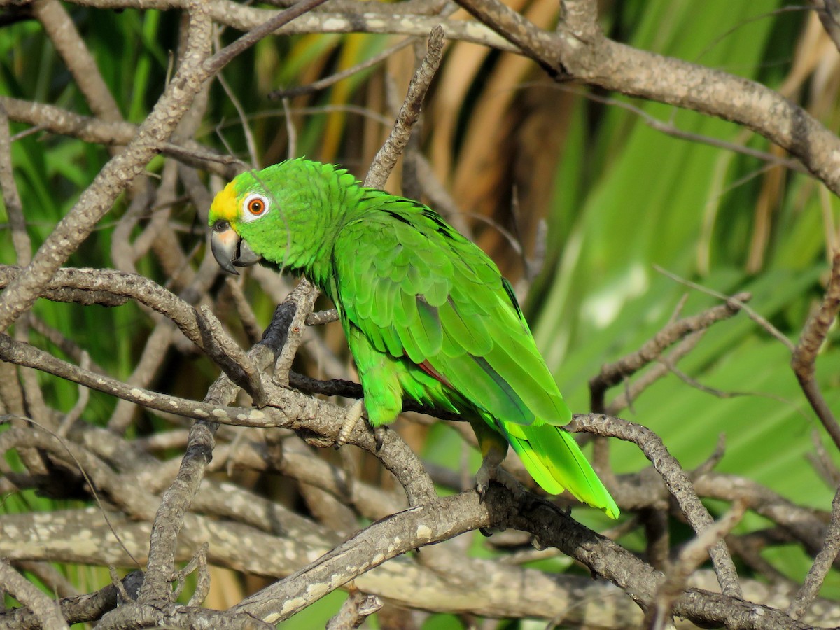 Yellow-crowned Parrot - ML204114101