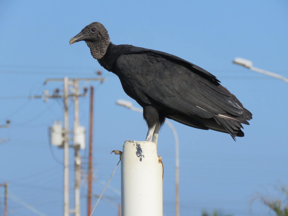 Black Vulture - Thore Noernberg