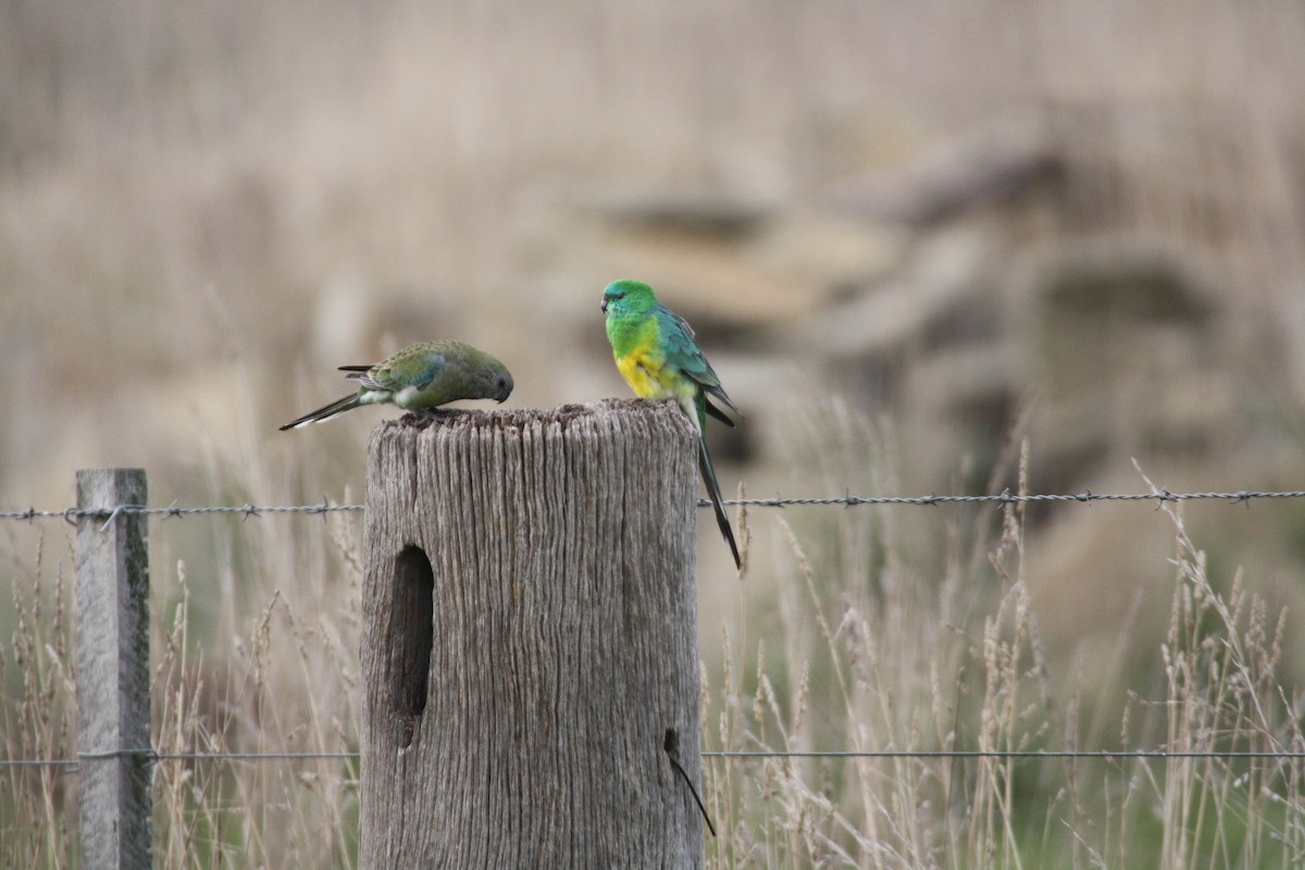 Red-rumped Parrot - mark broomhall