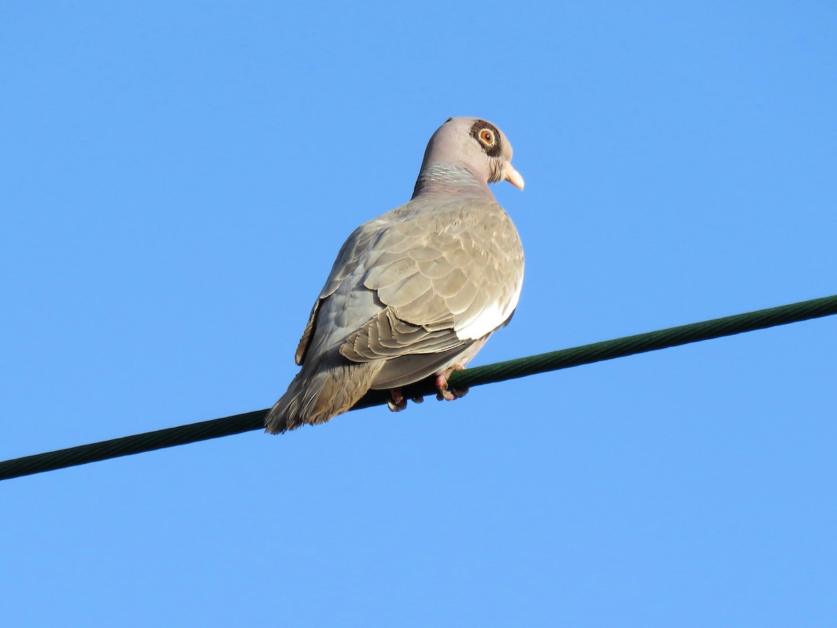 Bare-eyed Pigeon - ML204116021