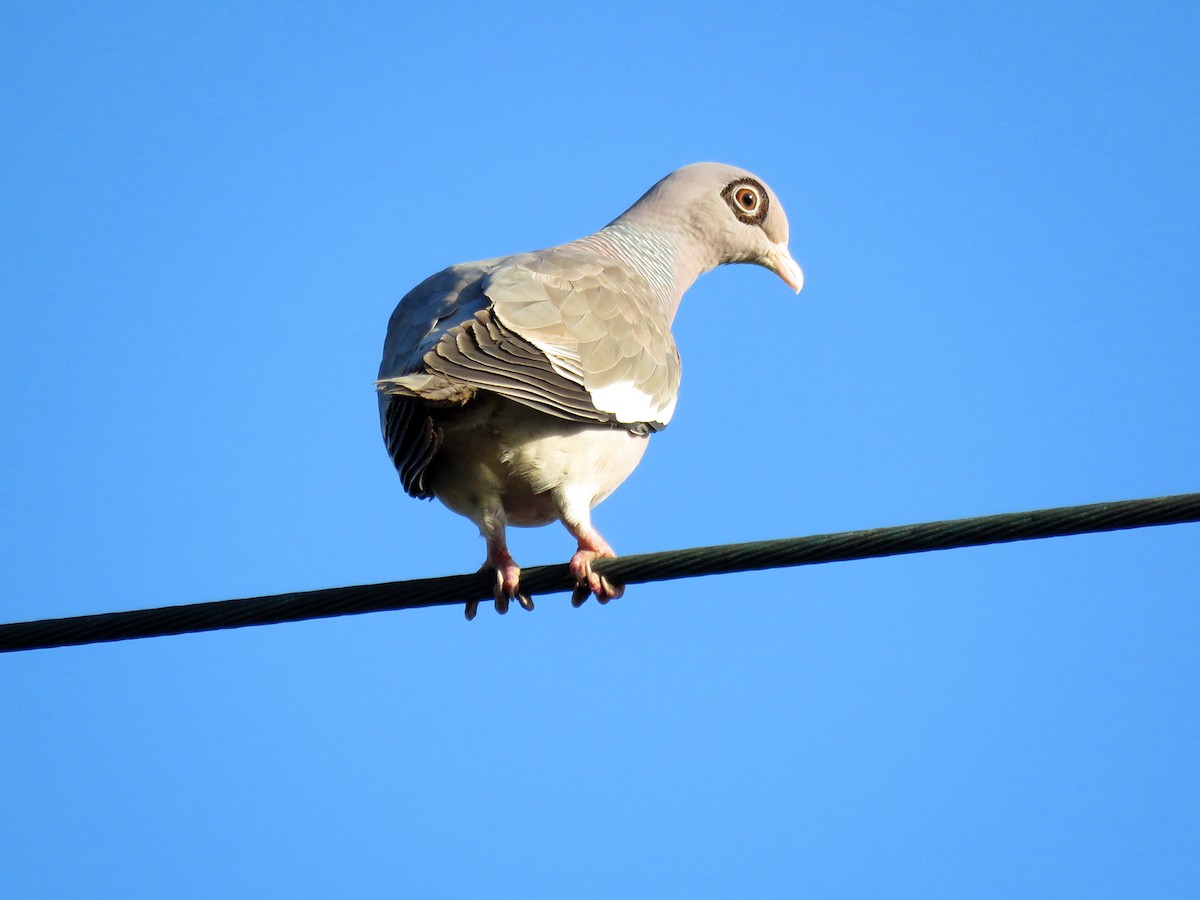 holub bělokřídlý - ML204116031