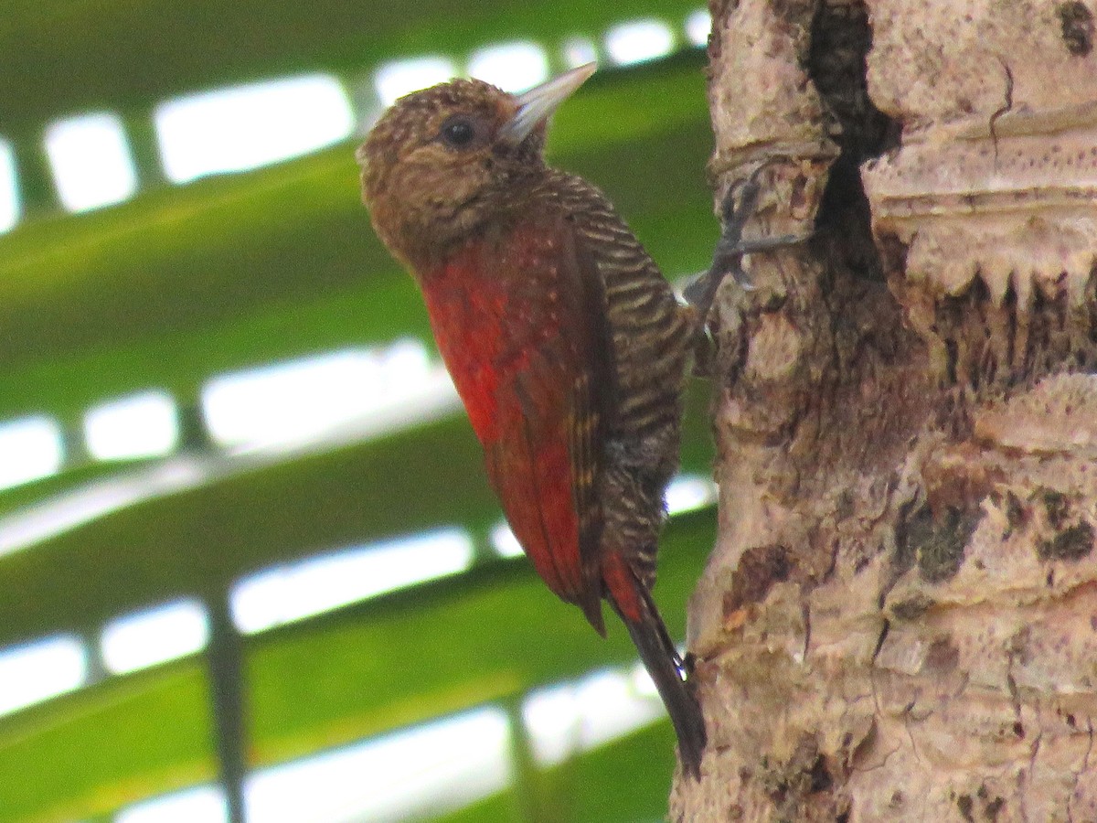Blood-colored Woodpecker - Thore  Noernberg