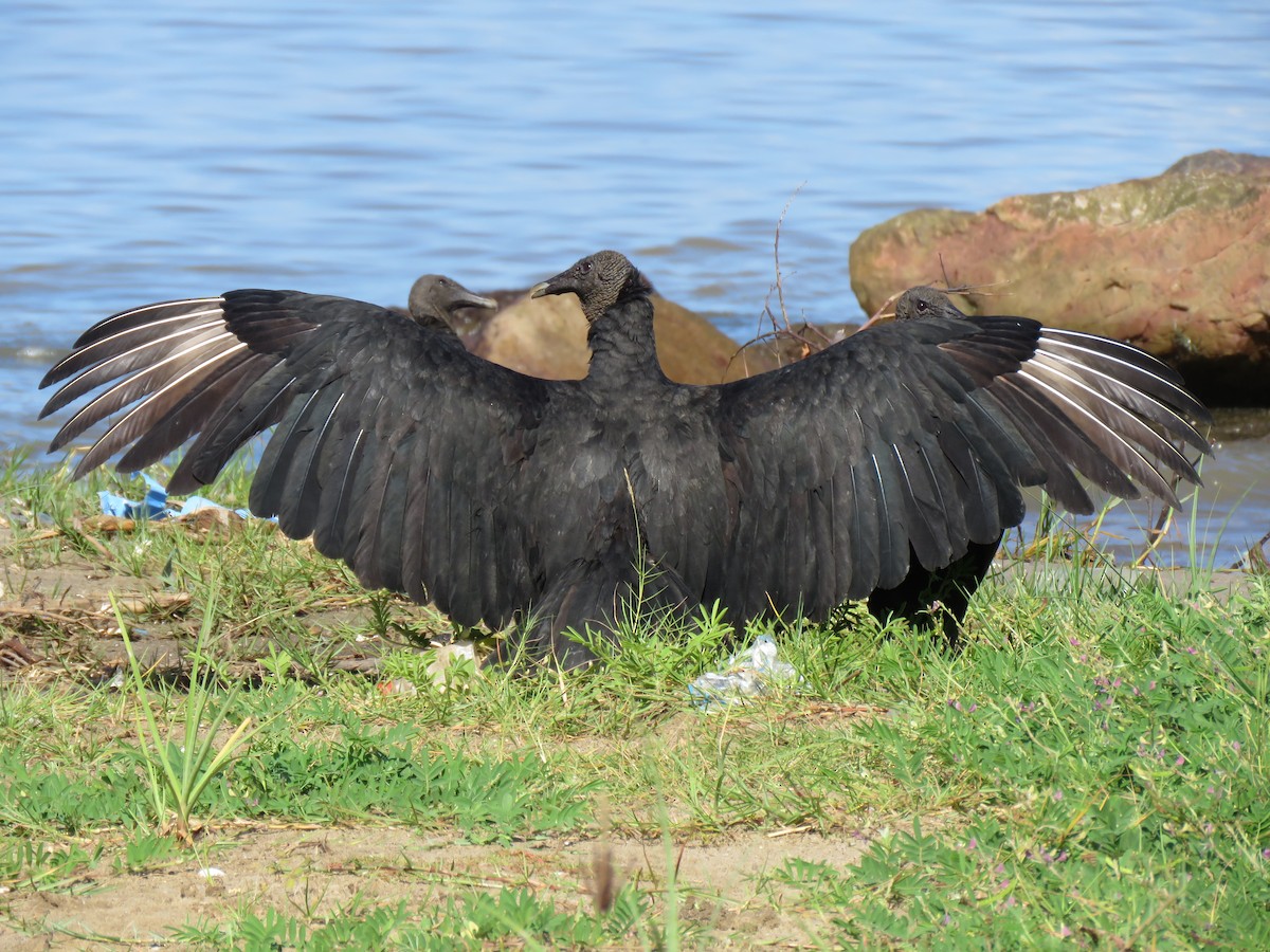 Black Vulture - Thore Noernberg