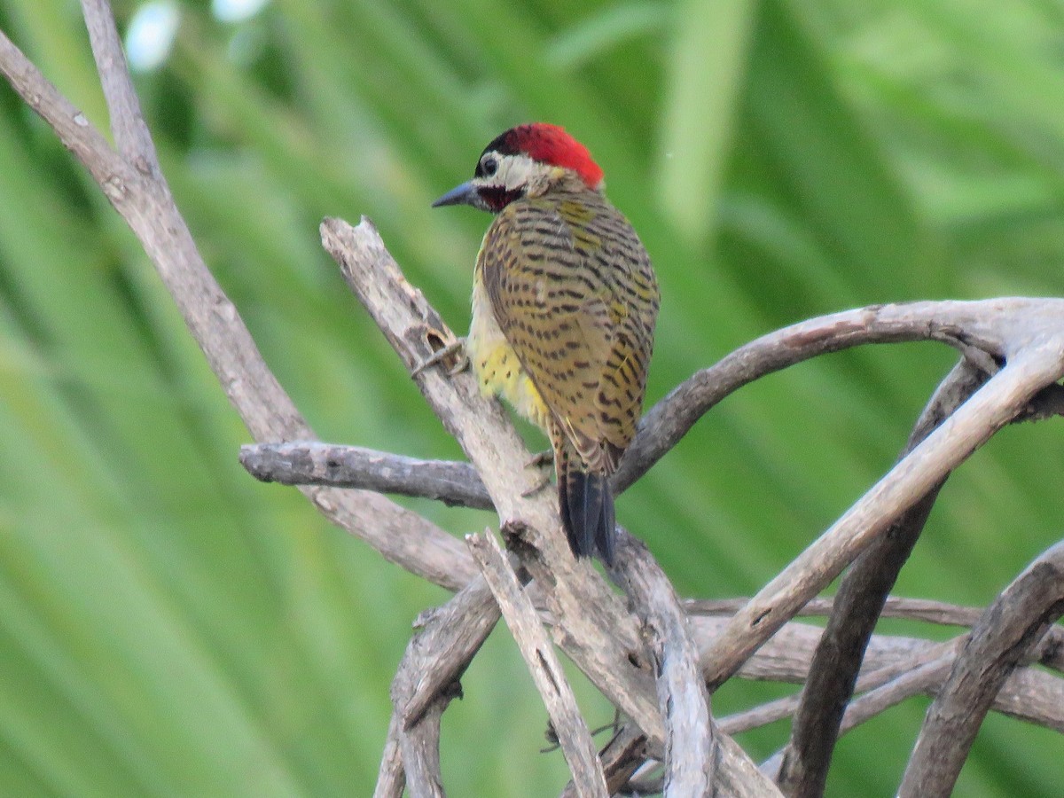 Spot-breasted Woodpecker - ML204116621