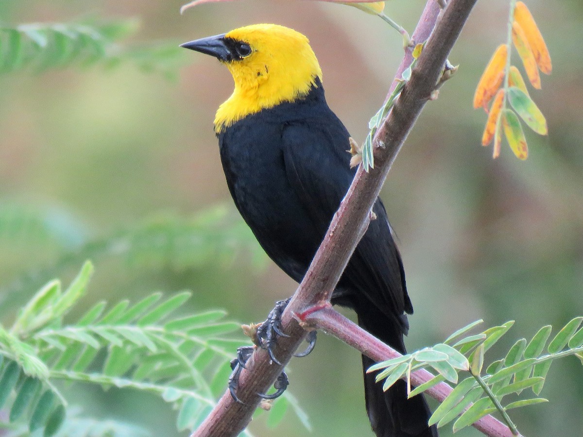 Yellow-hooded Blackbird - Thore Noernberg