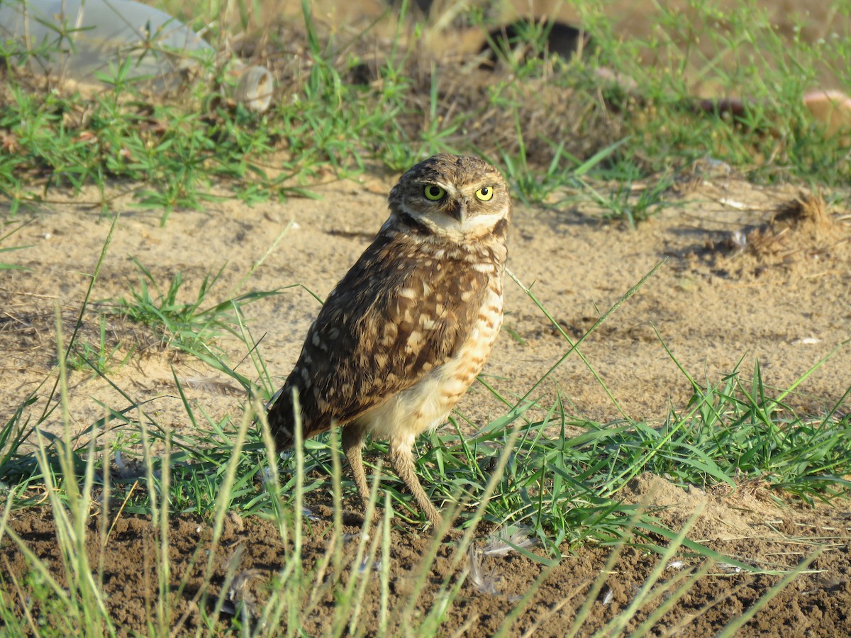 Burrowing Owl (guadeloupensis Group) - Thore Noernberg