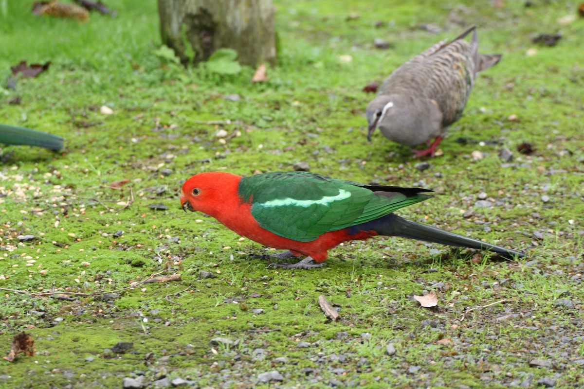 Australian King-Parrot - mark broomhall
