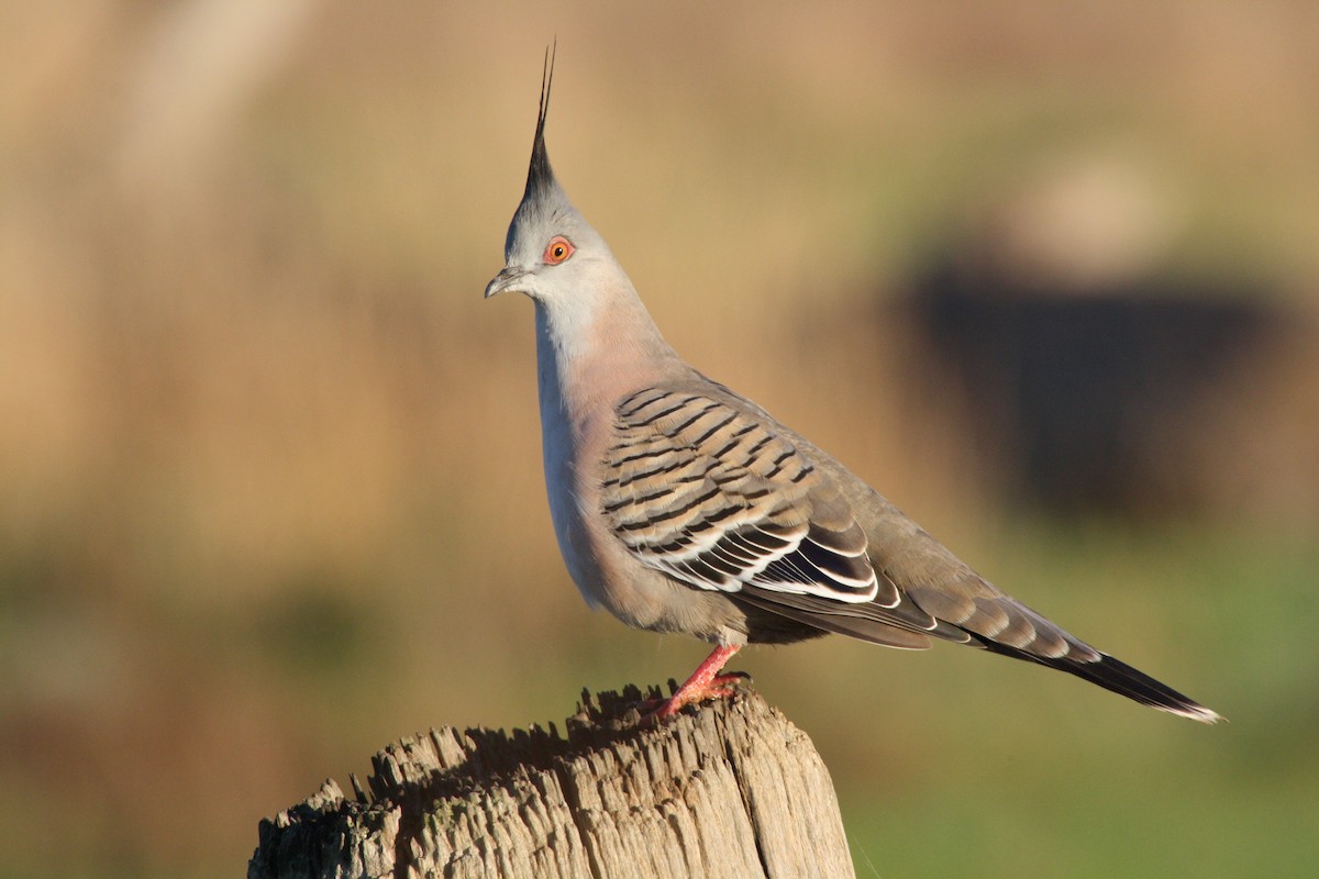 Crested Pigeon - mark broomhall