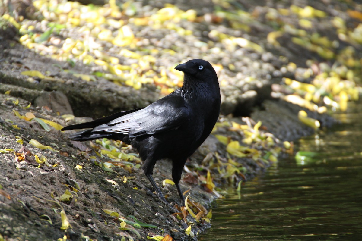 Australian Raven - mark broomhall