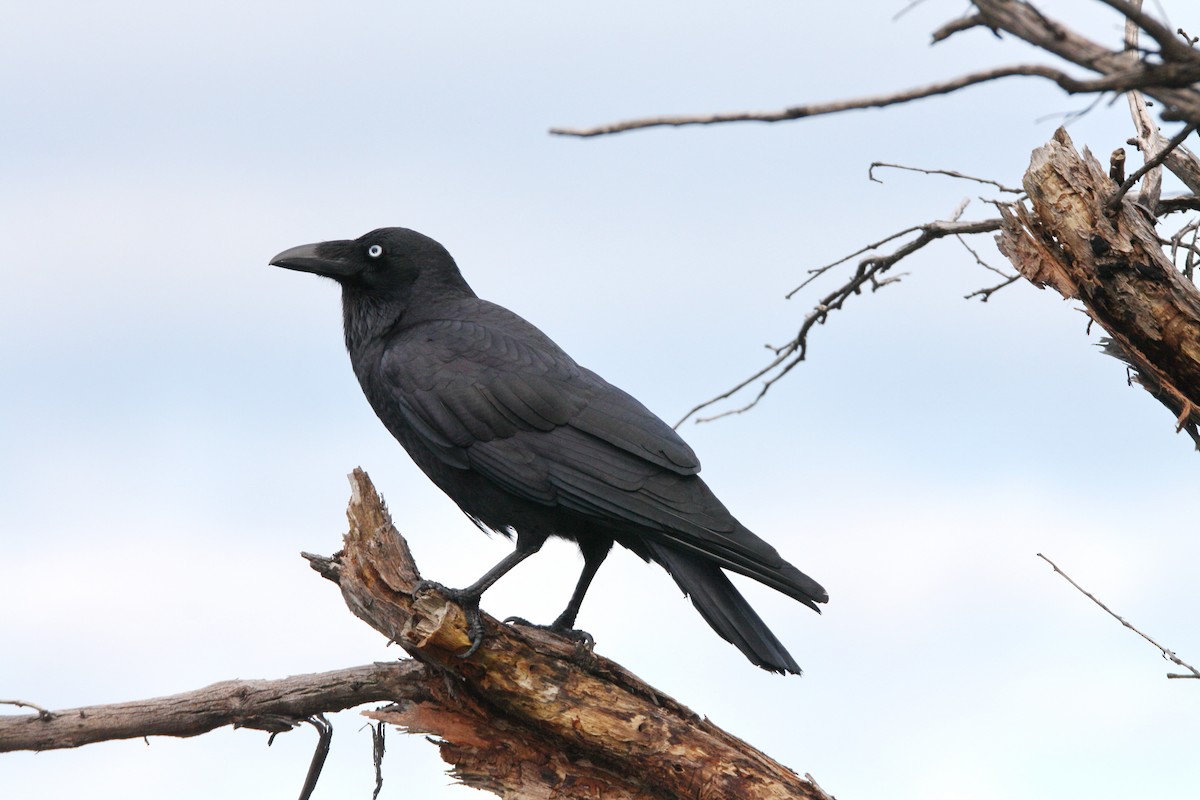 Forest Raven - mark broomhall