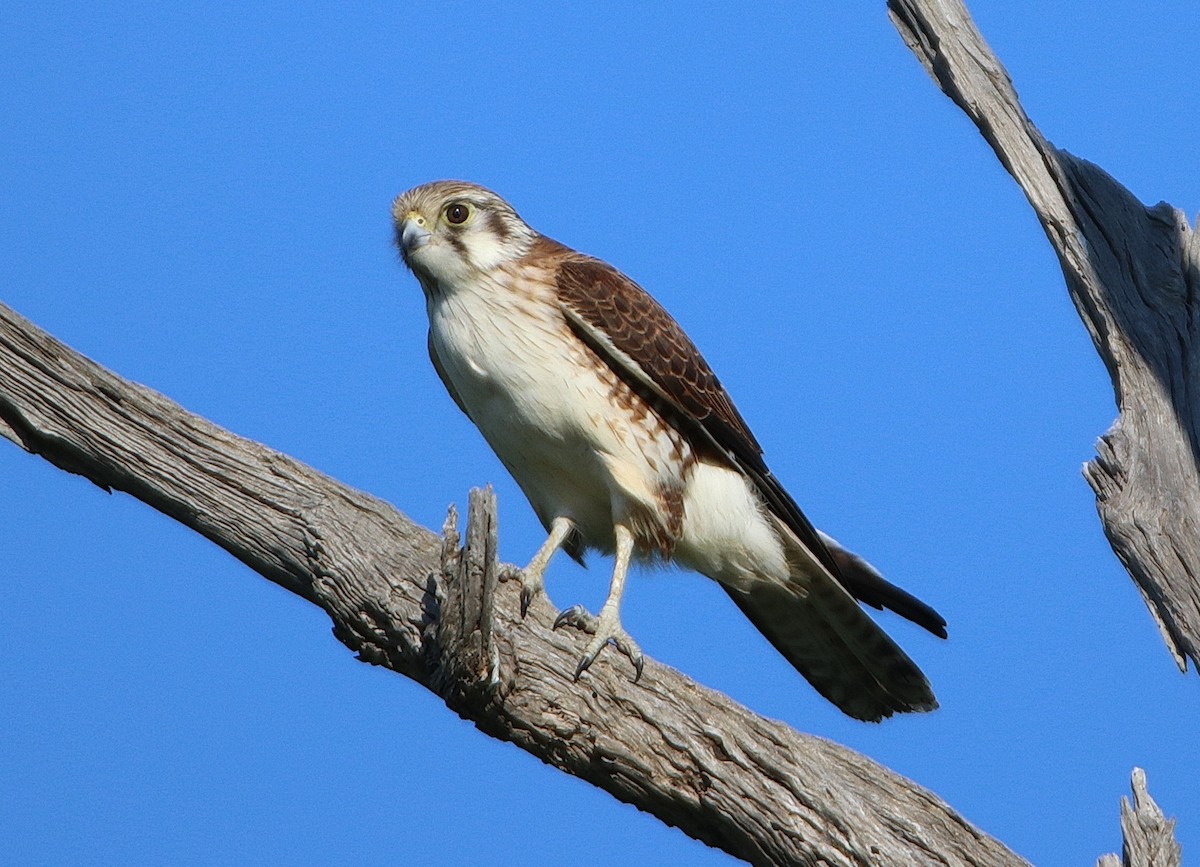 Brown Falcon - mark broomhall