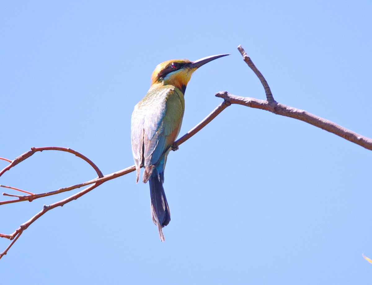 Rainbow Bee-eater - mark broomhall