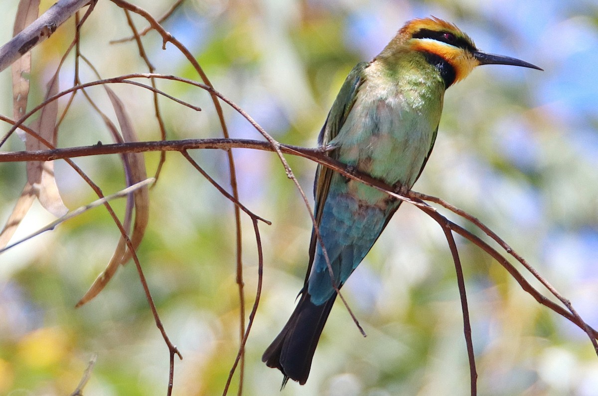 Rainbow Bee-eater - mark broomhall