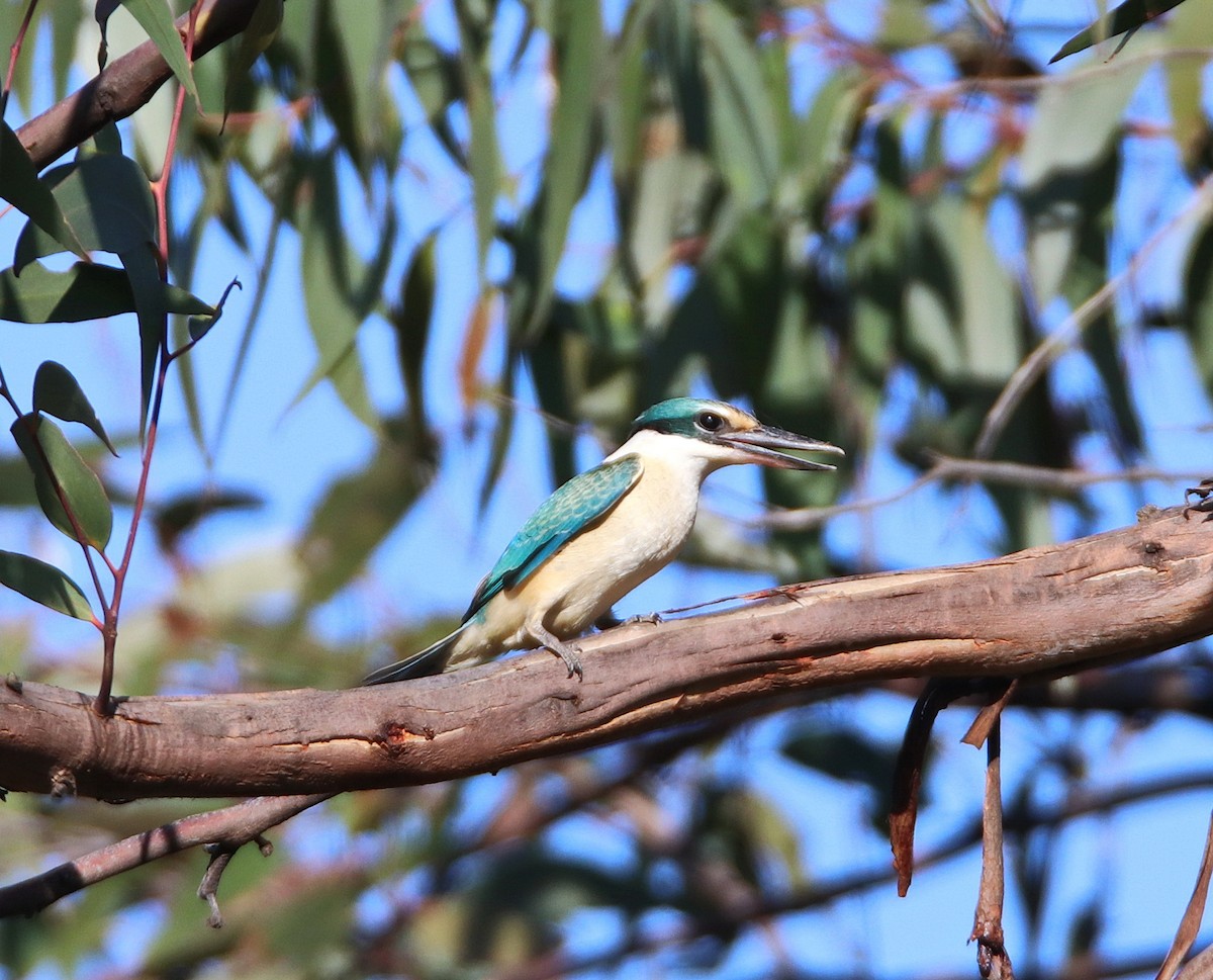 Sacred Kingfisher (Australasian) - mark broomhall