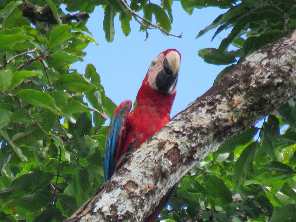 Red-and-green Macaw - ML204118261