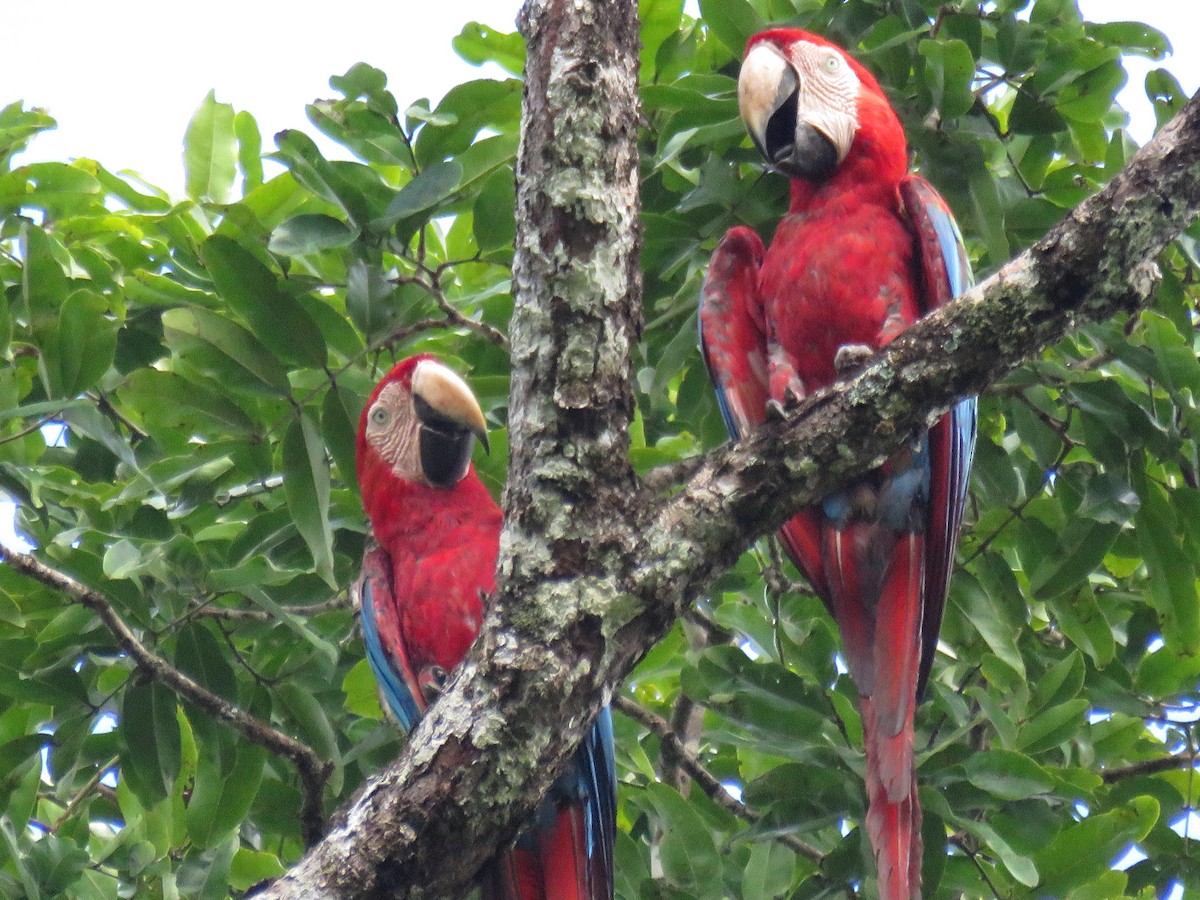 Red-and-green Macaw - ML204118271