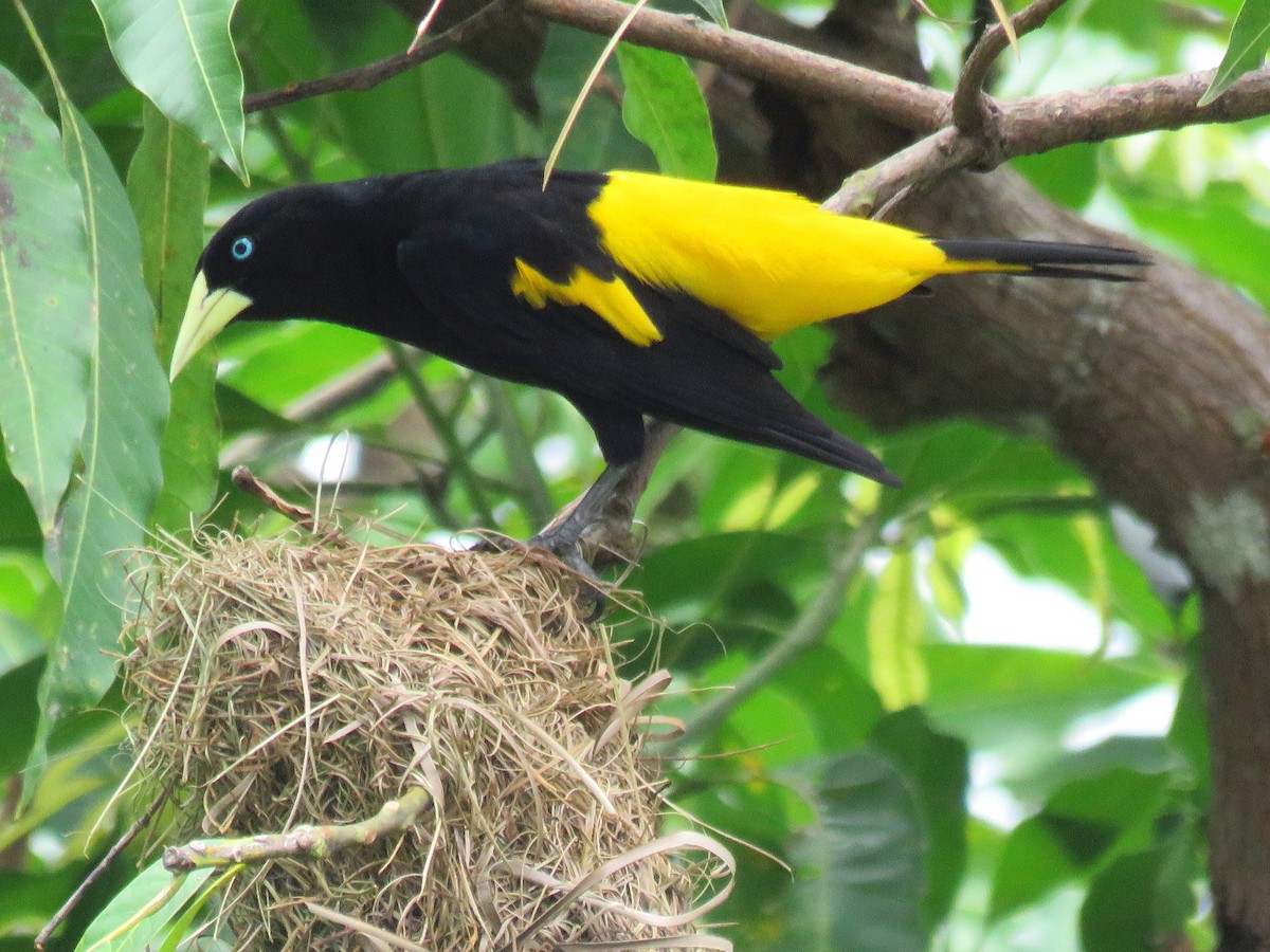 Yellow-rumped Cacique (Amazonian) - ML204118351