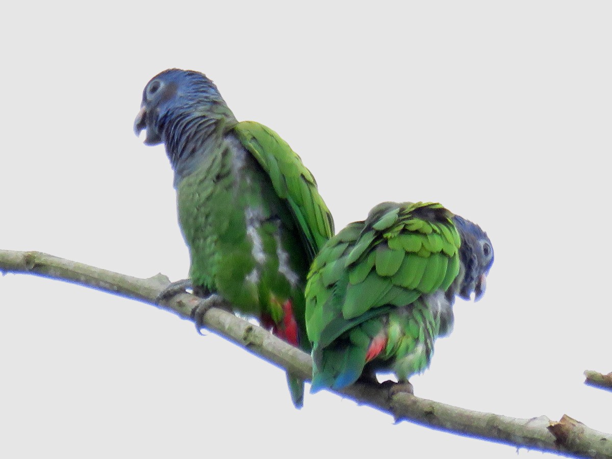 Blue-headed Parrot (Blue-headed) - ML204118551