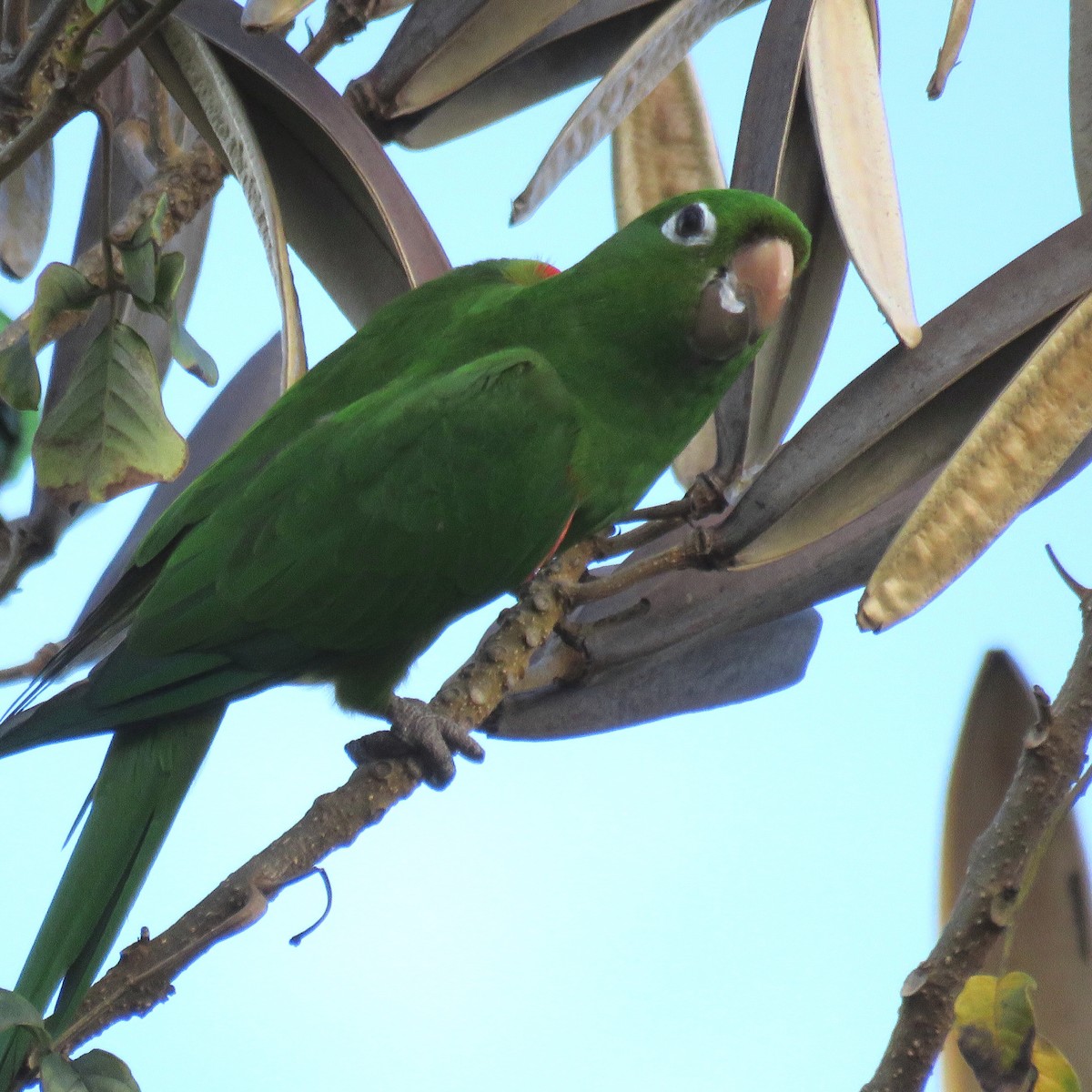 Hispaniolan Parakeet - Thore Noernberg