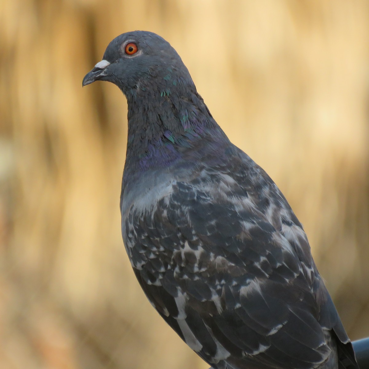 Rock Pigeon (Feral Pigeon) - Thore Noernberg