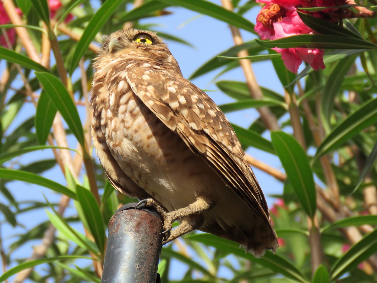 Burrowing Owl (guadeloupensis Group) - ML204119111