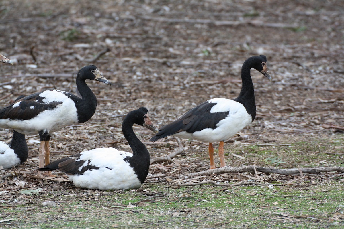 Magpie Goose - mark broomhall