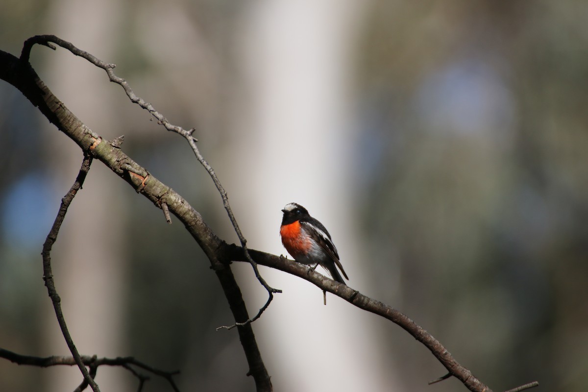 Scarlet Robin - mark broomhall